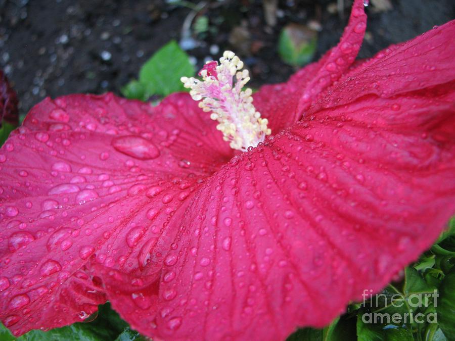 Flowers Still Life Photograph - Crimson  Hibiscus by Judyann Matthews