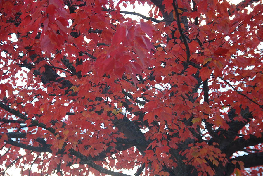 Crimson Leaves Photograph by Michael Merry