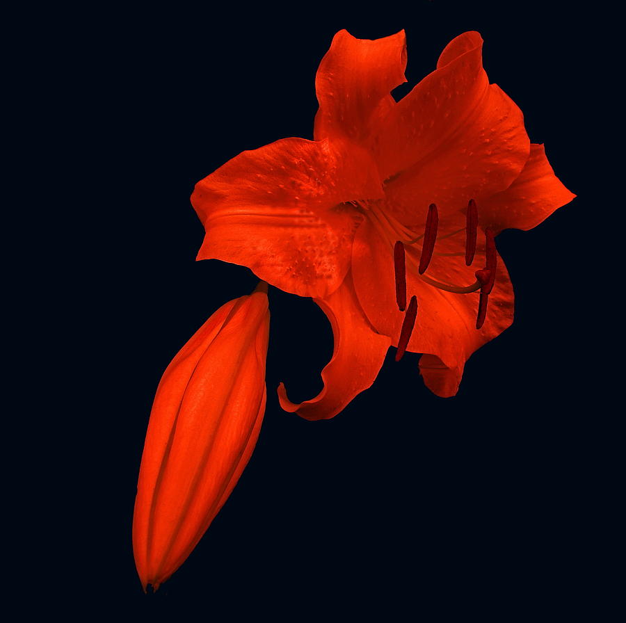 Crimson Lily Photograph by Nick Kloepping