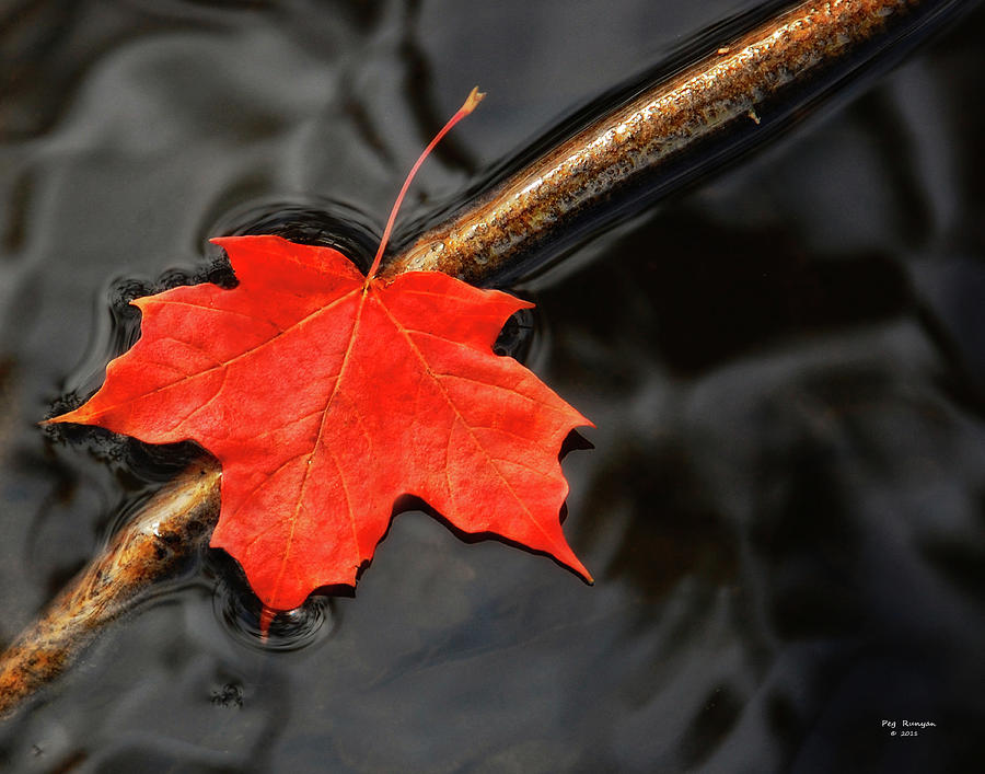 Crimson Maple Leaf Photograph by Peg Runyan
