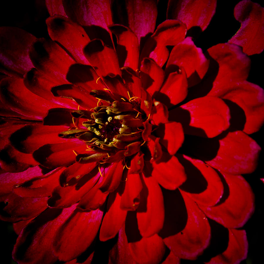 Crimson Petals Photograph by David Patterson