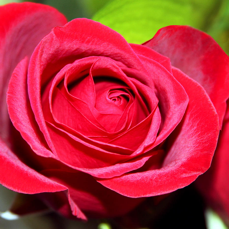 Crimson Red Rose Photograph by Karon Melillo DeVega