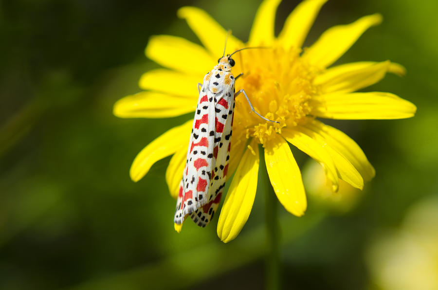 Crimson-speckled Moth Photograph by Perry Van Munster