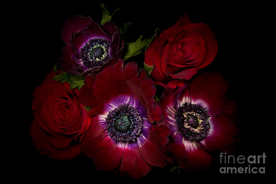 Rose Photograph - Crimson Velvet by Ann Garrett
