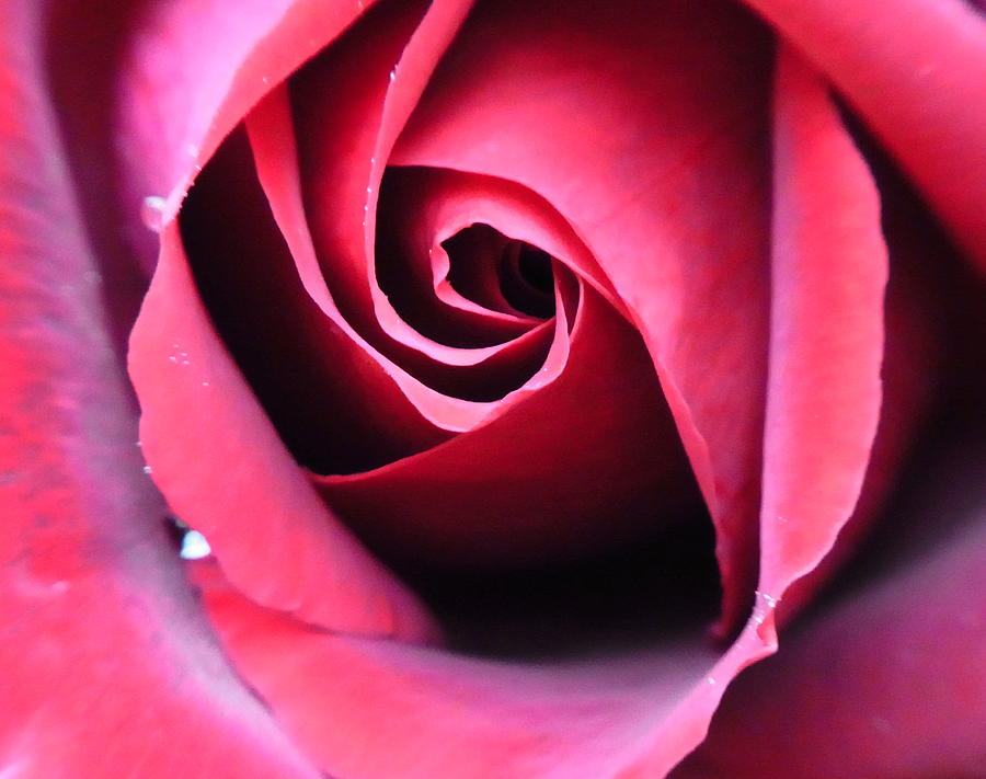 Flower Photograph - Crimson vortex by Geoff Leckey