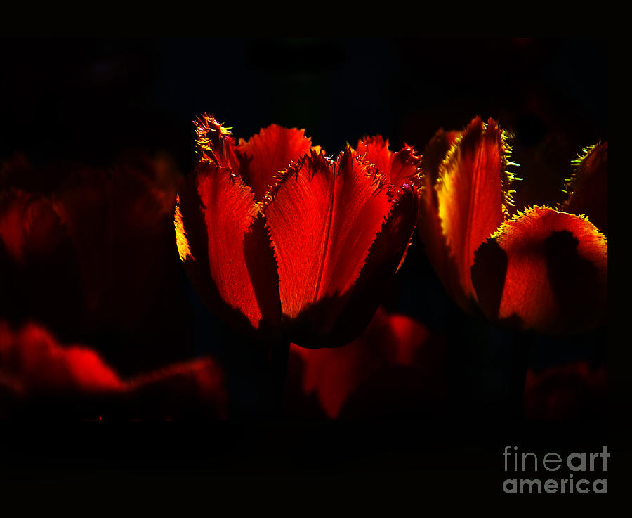 Crinkle Tulips on Black Photograph by Elaine Manley