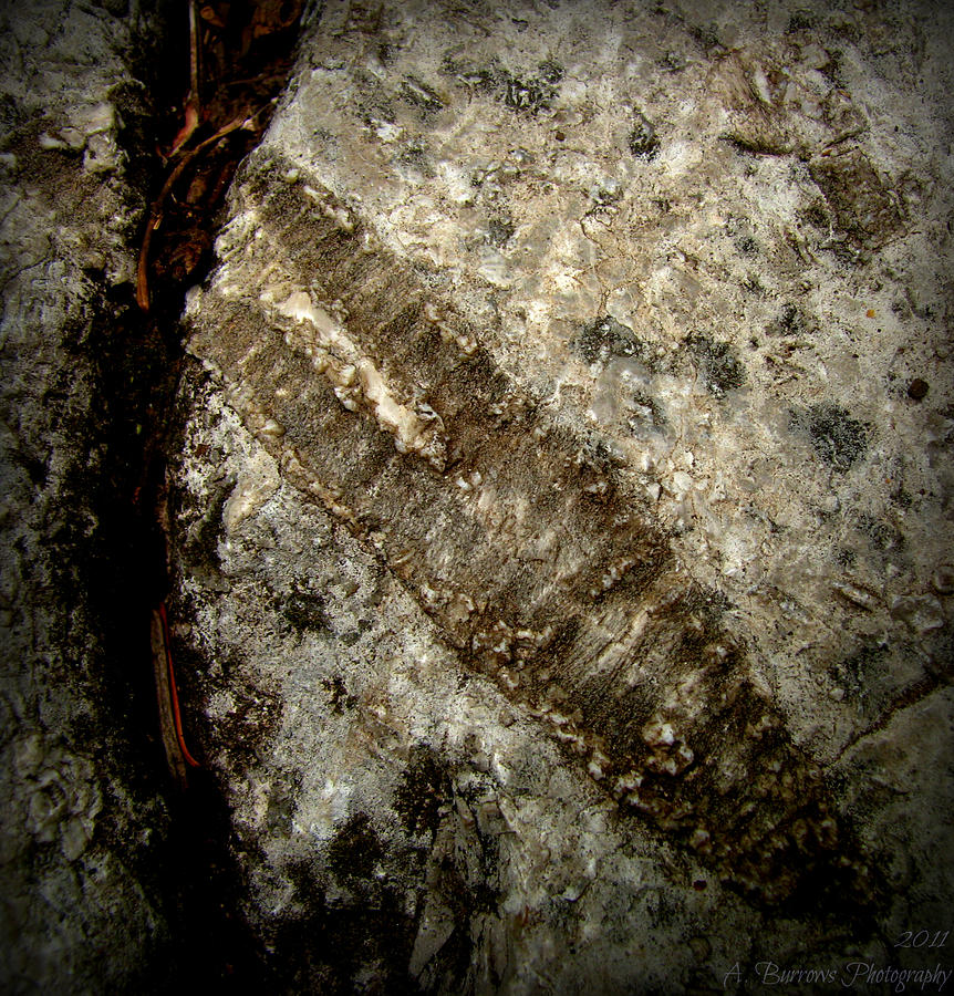 Crinoid Fossil Photograph by Aaron Burrows