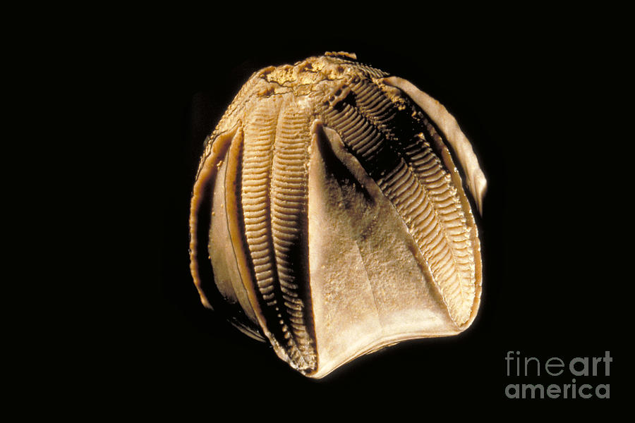 Crinoid Fossil Photograph by Ted Kinsman