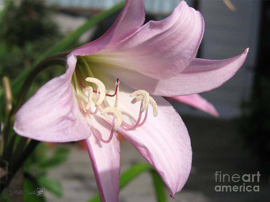 Crinum Lily named Powellii Photograph by J McCombie