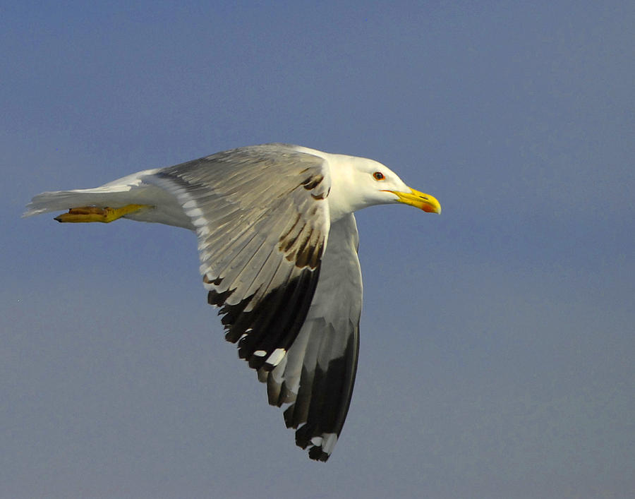 Croatian Seagull Photograph by Don Wolf
