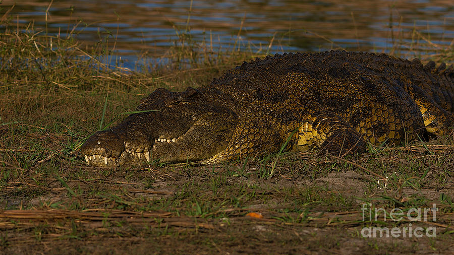 Croc Photograph by Mareko Marciniak