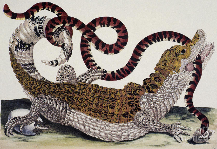Crocodile And Snake Drawing by Maria Sibylla Merian