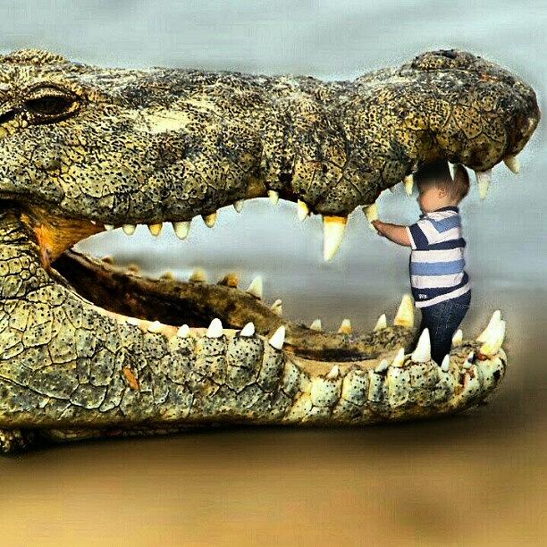 Alligator Photograph - #crocodile #alligator #teeth #baby by Kevin Zoller