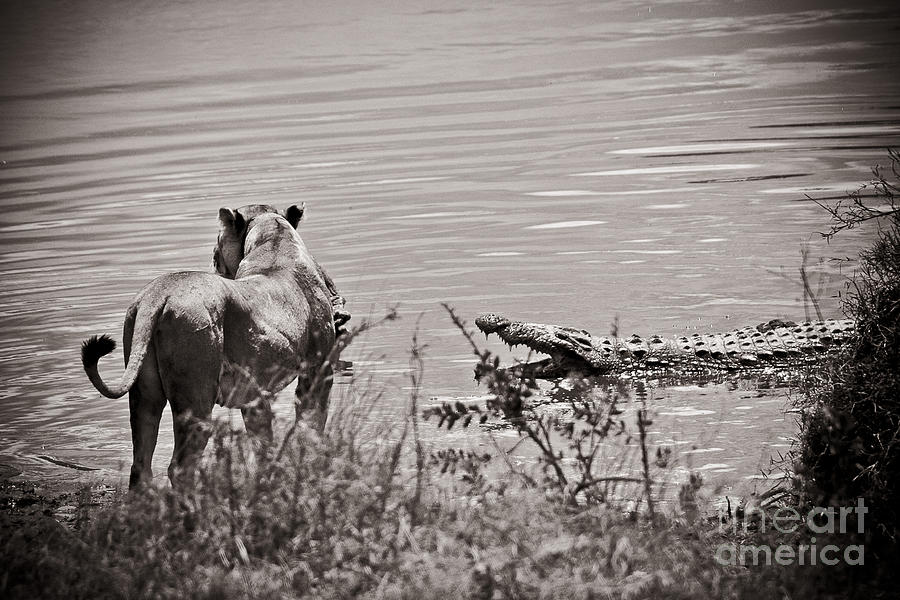 Crocodile and Lion Faceoff Photograph by Darcy Michaelchuk