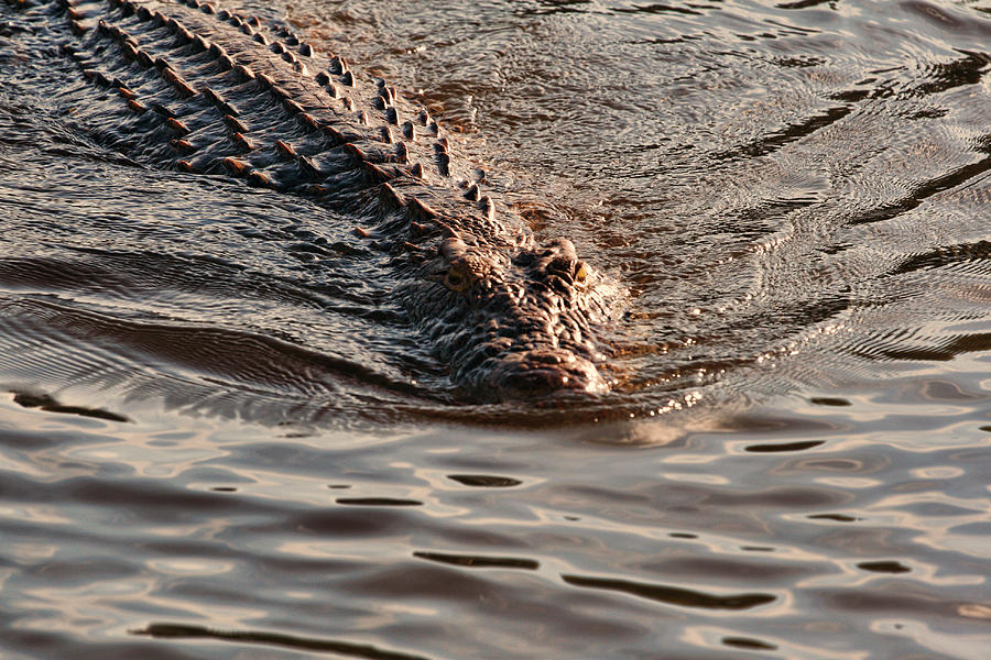 Crocodile Photograph by Andrei Fried