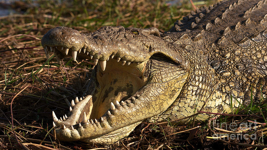 Crocodile Photograph by Mareko Marciniak