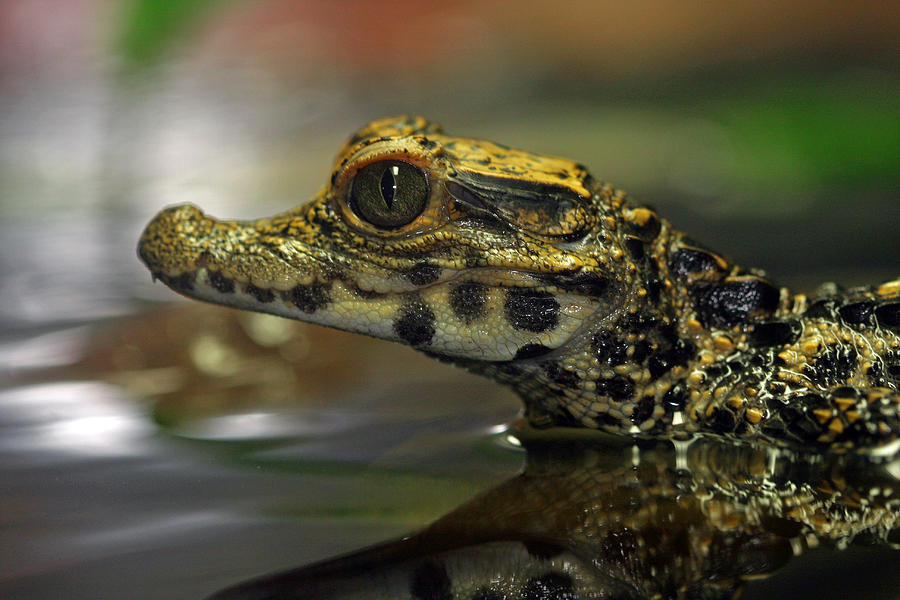 Crocodile Pond Photograph by Paul Slebodnick | Fine Art America