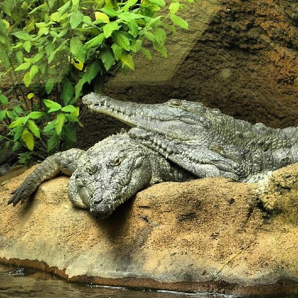 Summer Photograph - #crocodiles Are So #cool! #zoo #miami by Travis Albert