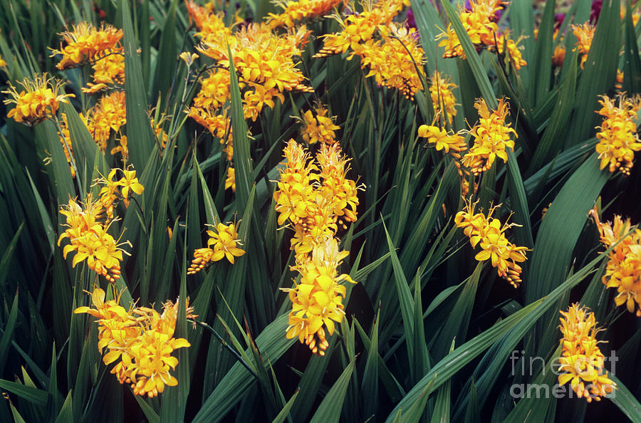 Summer Photograph - Crocosmia rowallane Yellow by Adrian Thomas