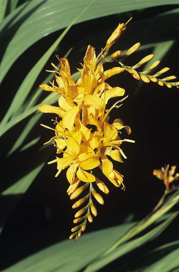 Nature Photograph - Crocosmia rowallane Yellow Flowers by Adrian Thomas