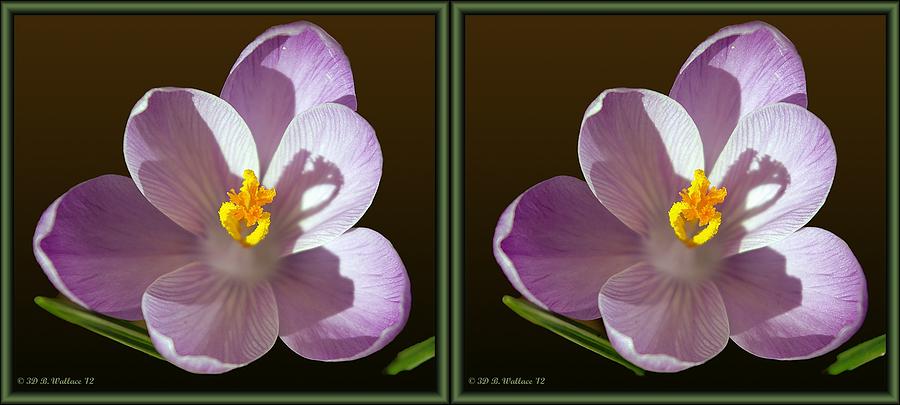 Nature Photograph - Crocus - Gently cross your eyes and focus on the middle image by Brian Wallace