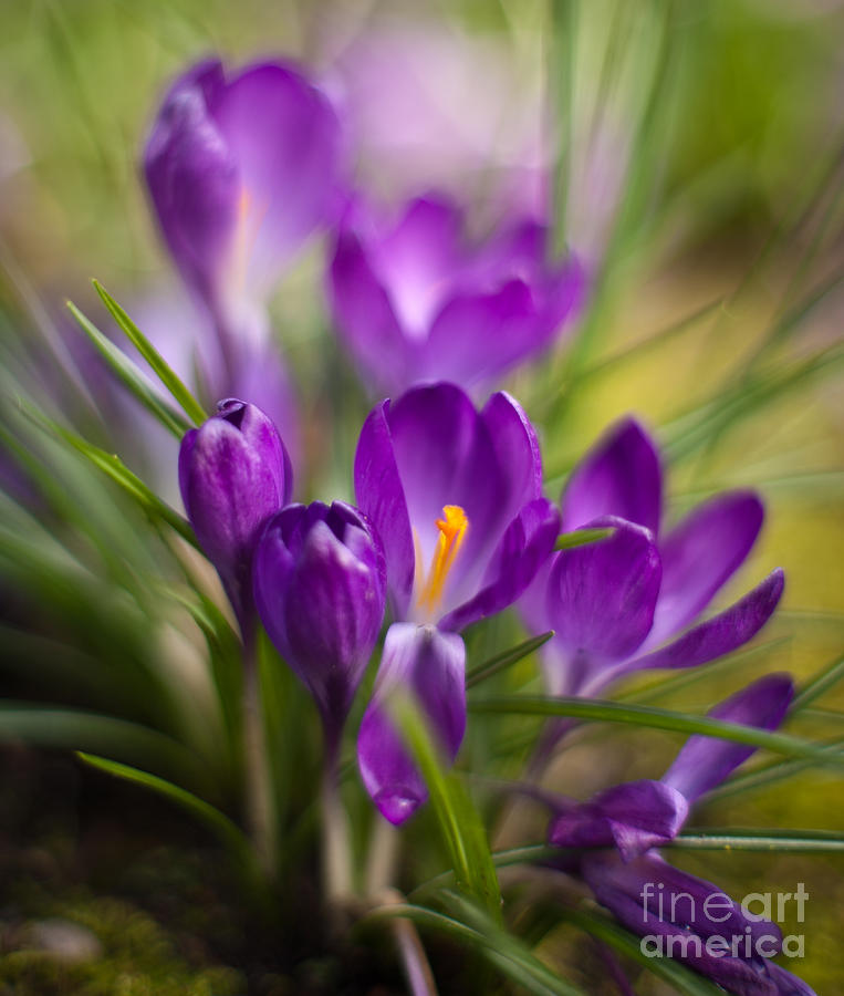 Flower Photograph - Crocus Catalyst by Mike Reid