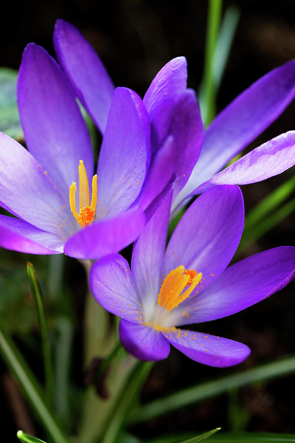 Crocus Flower Photograph by Andrew Dernie