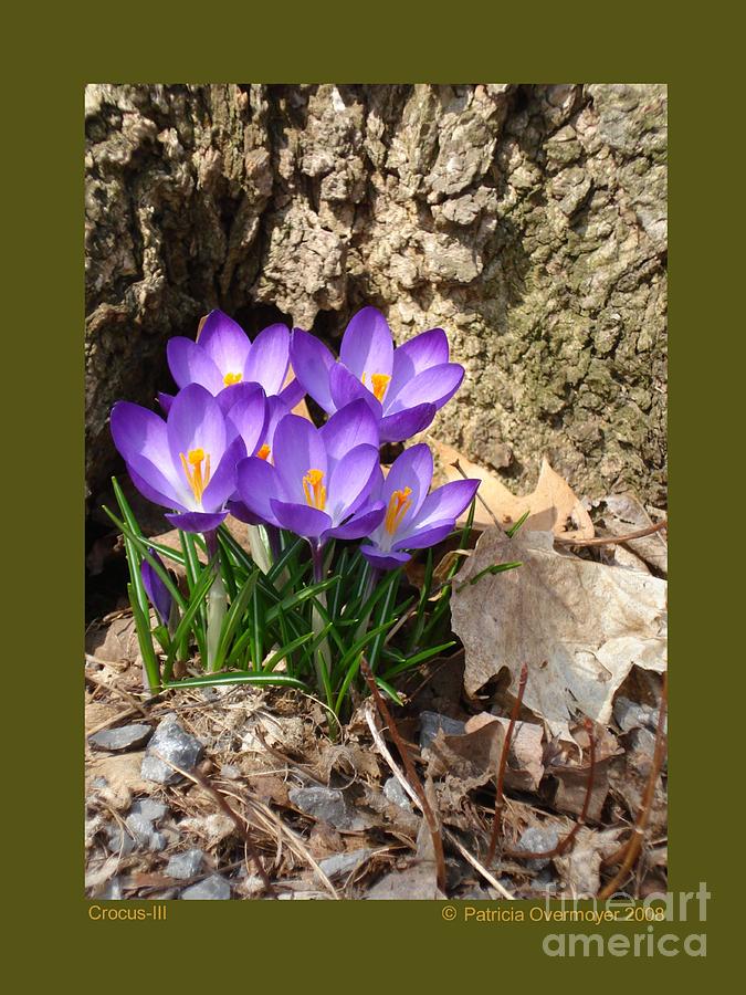 Crocus-III Photograph by Patricia Overmoyer