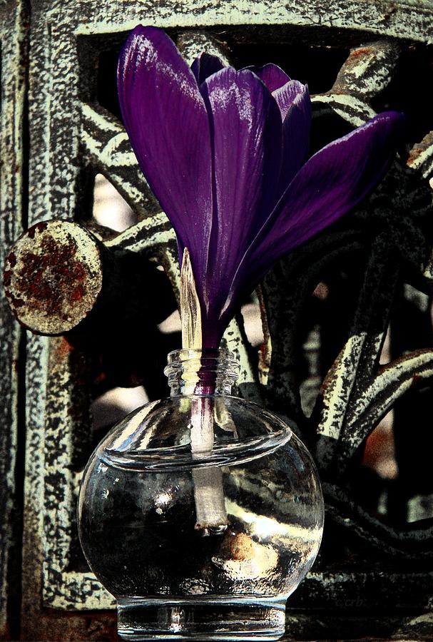 Crocus in a Bottle Number Two Photograph by Chris Berry