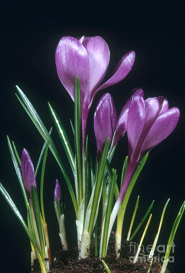 Nature Photograph - Crocus In Bloom by Photo Researchers, Inc.
