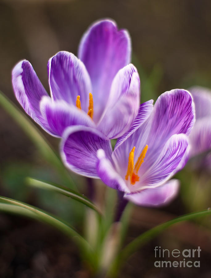 Flower Photograph - Crocus Spring by Mike Reid