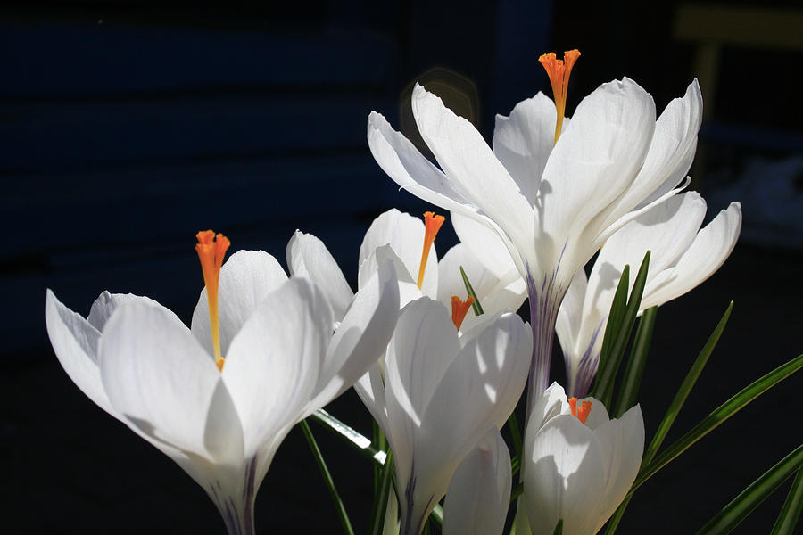 Crocus Three Photograph by Alan Rutherford