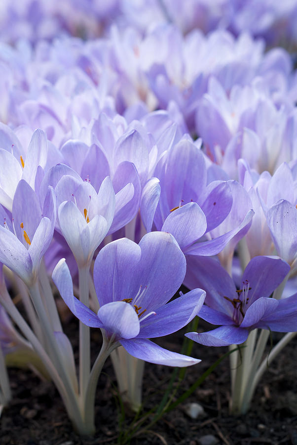 Spring Photograph - Crocus by Design Windmill