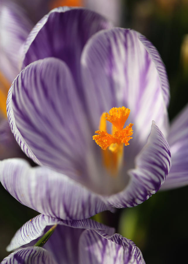 Crocuses Photograph by Falko Follert - Fine Art America