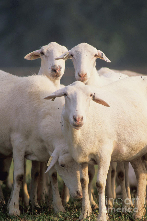 Croix Sheep Photograph by Science Source