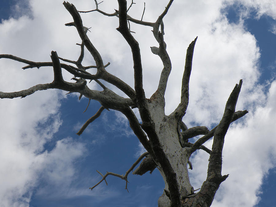 Crooked Tree Photograph by Rosalie Scanlon