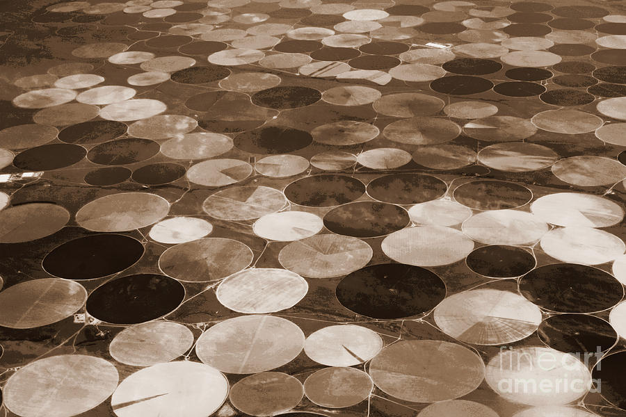 Crop Circles in Sepia - Digital Art Photograph by Carol Groenen