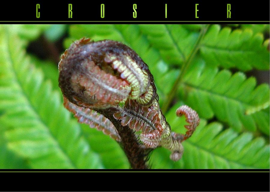 Crosier Photograph by Chris Anderson