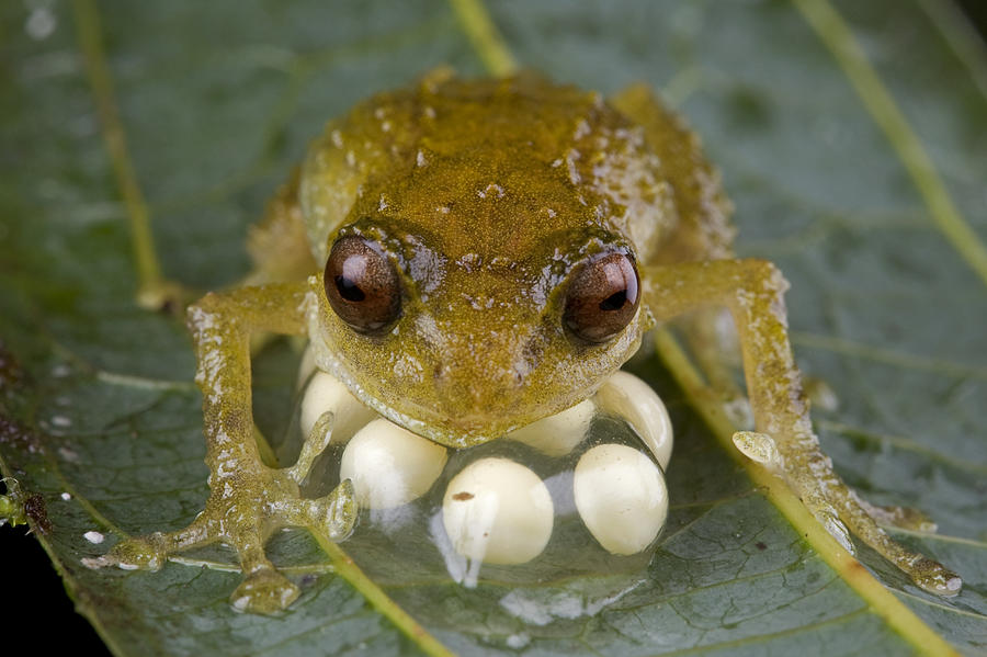 Cross Frog Male Protecting Eggs Papua Photograph by Piotr Naskrecki