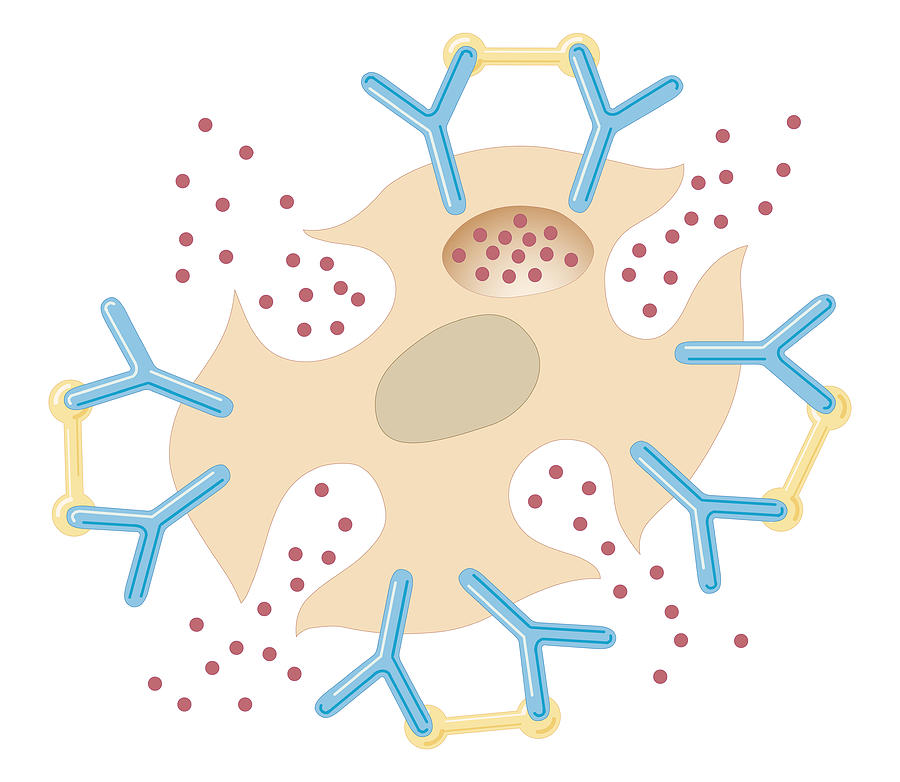 Cross Section Biomedical Illustration Of Mast Cell Releasing Histamine Due To Reaction With Allergens Digital Art by Dorling Kindersley