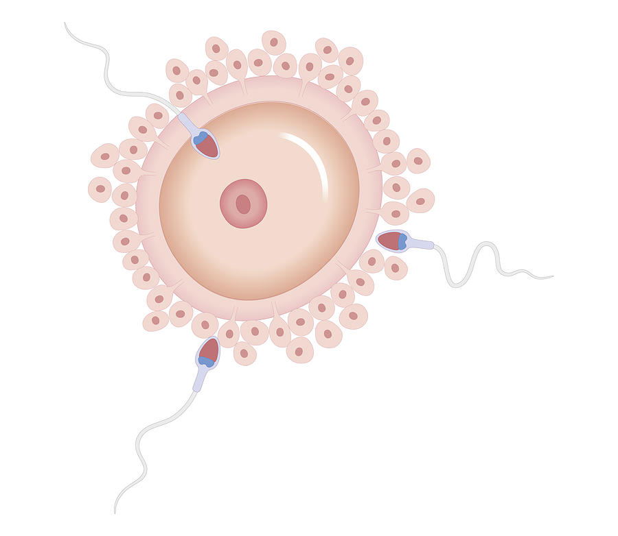 Cross Section Biomedical Illustration Of Sperm Containing Mutated Gene Fertilising Normal Egg Digital Art by Dorling Kindersley