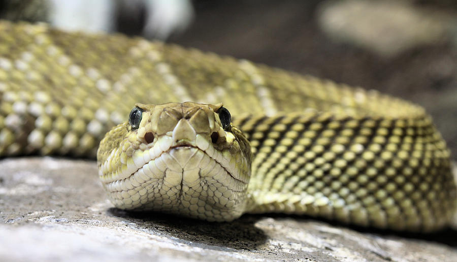 Viper Photograph - Crotalus basiliscus by JC Findley
