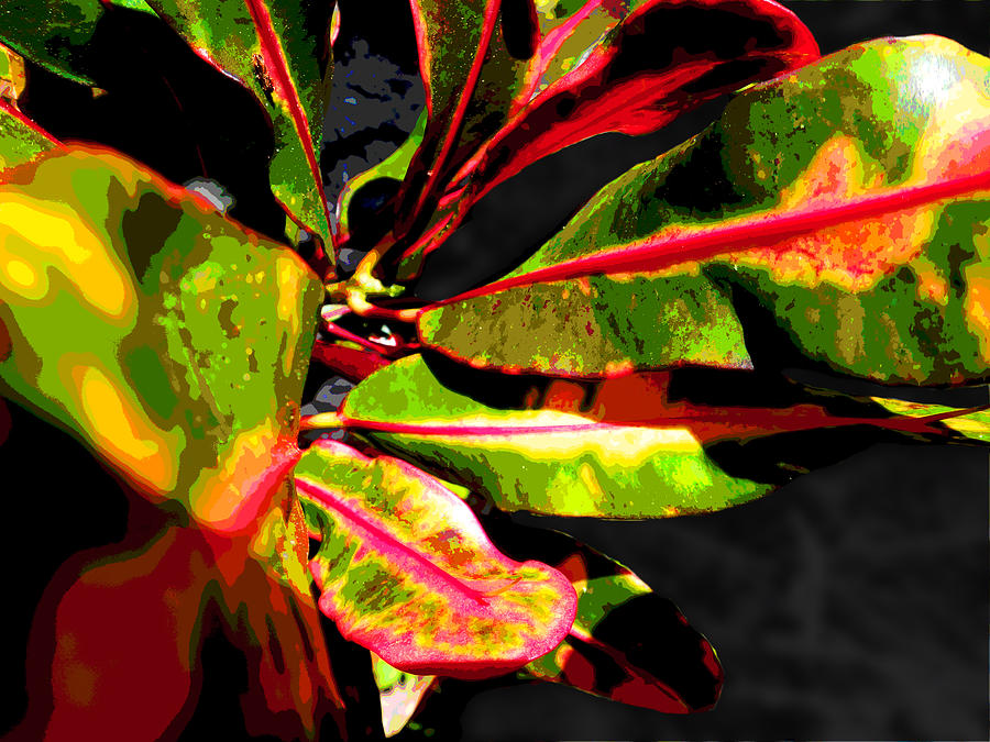 Croton Abstract I Photograph by Ginny Schmidt