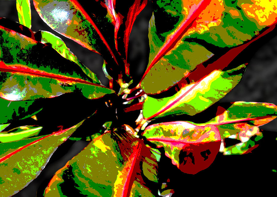 Croton Abstract I I Photograph by Ginny Schmidt