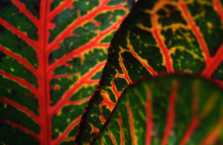 Abstract Photograph - Croton Abstract by Kathy Yates
