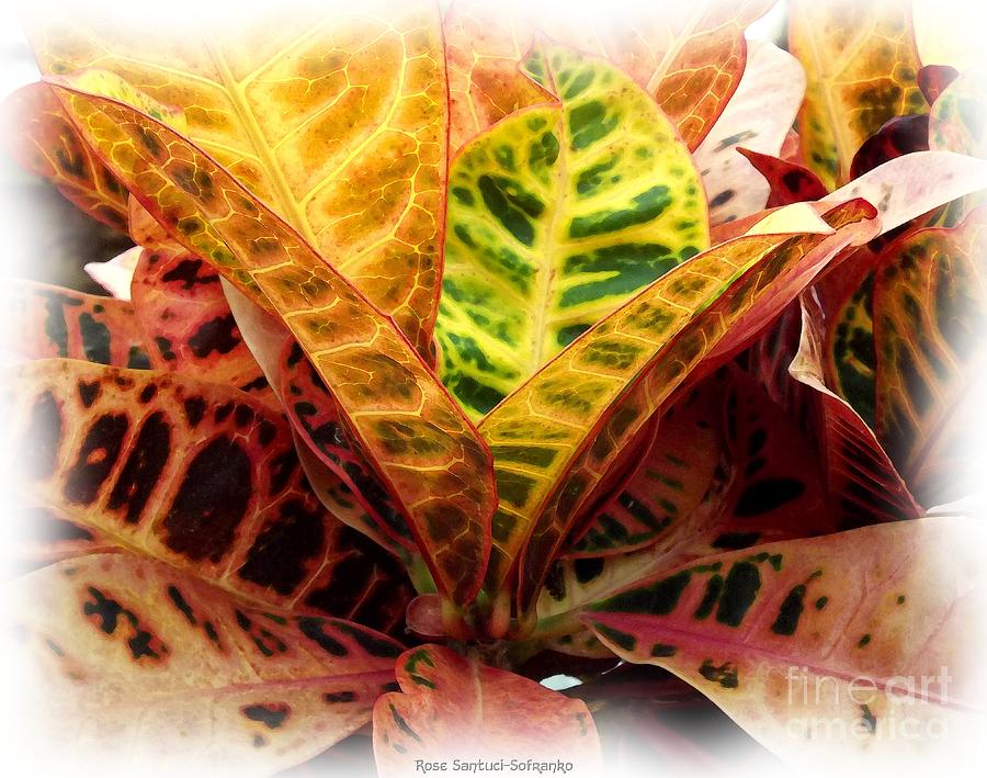 Croton Plant with Watercolor Effect Photograph by Rose Santuci-Sofranko