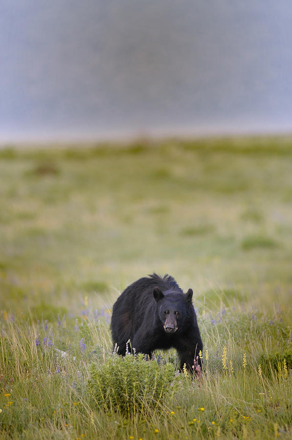 Crouching Black Bear Photograph by Don Wolf