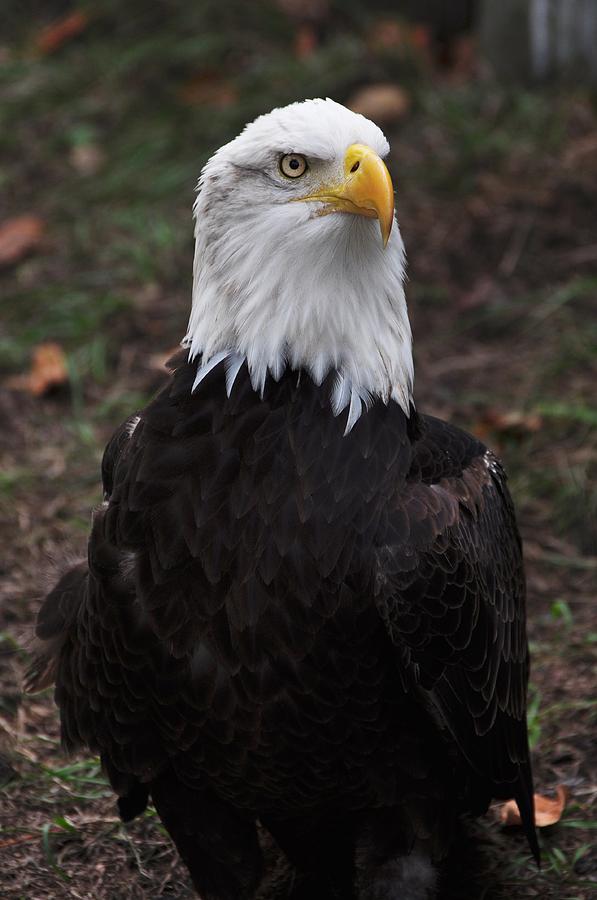 Eagle Photograph - Crouching Eagle by Davey Spurgeon