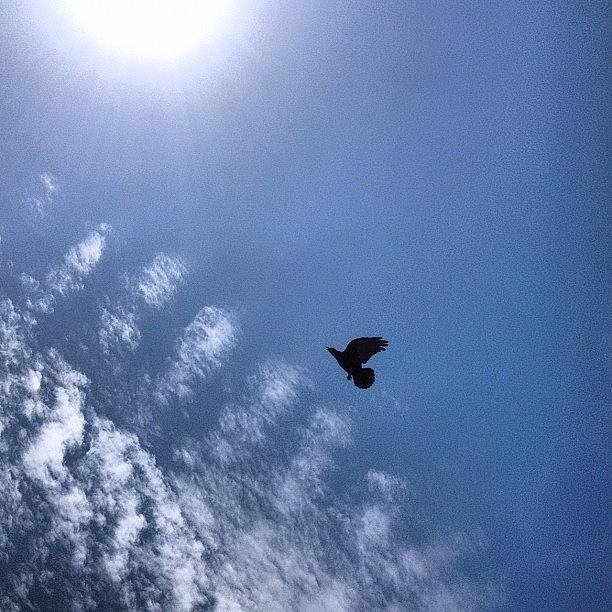 Crow Photograph - #crow #bird #sky #skyporn #clouds #sun by Nichole Zellmer