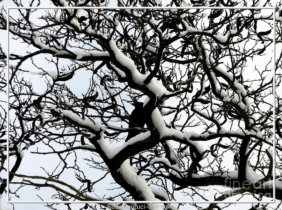 Crow camouflaged in snow covered tree Photograph by Rose Santuci-Sofranko